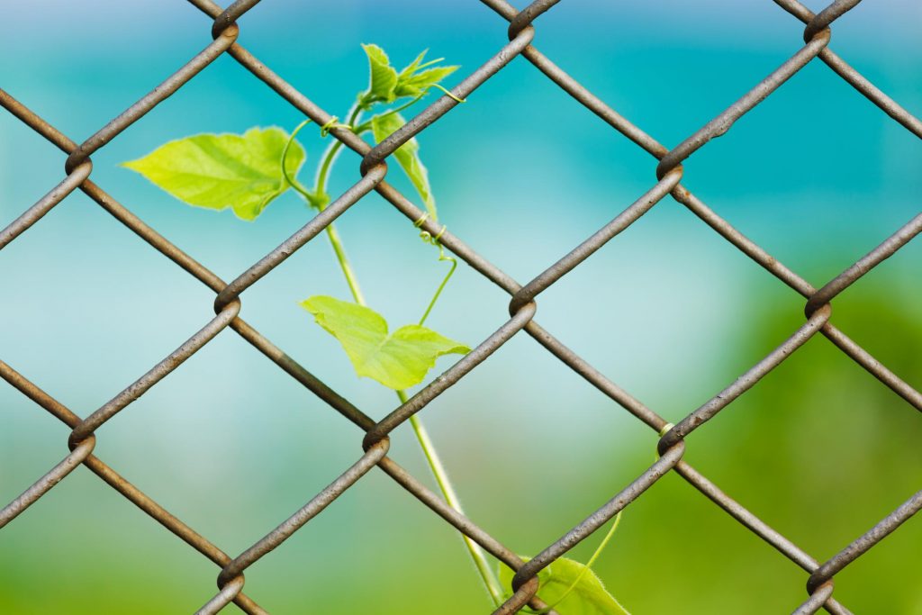 chain link fence little tree